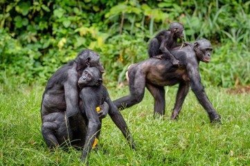 Wall Mural - mating bonobos on green meadow. natural green background in natural habitat. the bonobo ( pan panisc