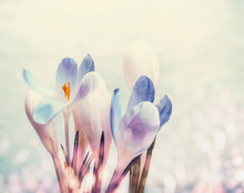 First Crocuses With Bokeh, Spring Blooming Nature Background, Close Up