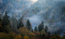 Smoky Mountain Fog
