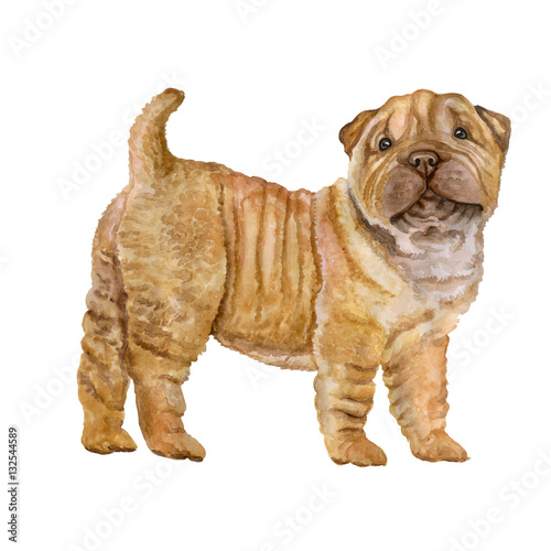 apricot dilute shar pei