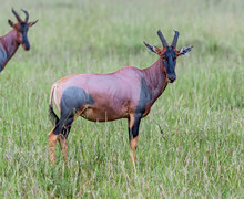 Antelope On The Masai Mara - Kenya, Eastern Africa