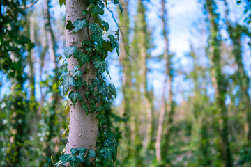 tree covered with ivy
