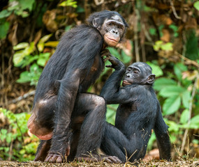 Wall Mural - bonobos mating. the bonobo ( pan paniscus), formerly called the pygmy chimpanzee and less often, the