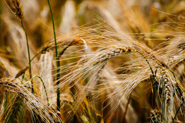 Close-up of a wheat field