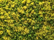 Green And Yellow Moss Background
