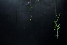 Green Plants Vine On Black Textured Concrete Wall