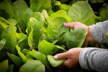 Sticker - Fresh and organic spinach leaves