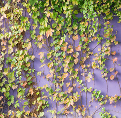 Wall Mural - purple Wall Covered with ivy Leaves