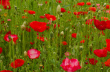 Fototapeta  - Poppy field. Background.
