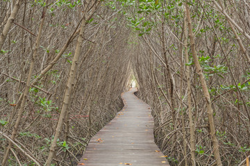  mangrove forest