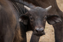 Young Buffalo Calf Head Shot. Taken In Kenya.