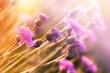 Flowering thistle (burdock) - beautiful flowering, blooming wild flower in meadow lit by sunlight