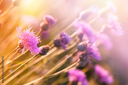 Cuadros en Lienzo Flowering thistle (burdock) - beautiful flowering, blooming wild flower in meado
