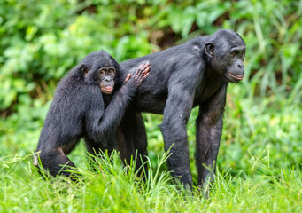 Wall Mural - bonobos in natural habitat. green natural background. the bonobo