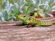 Grünes Reptil