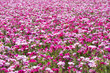 Godetia field