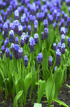 Blue Grape Hyacinth
