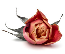 Dried Rose Flower Head Isolated On White Background Cutout