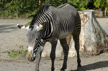 Zebra