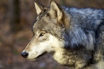 morning sun on wolf