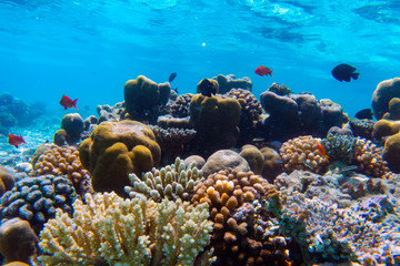 Sticker - Underwater coral reef and fish in Indian Ocean, Maldives.