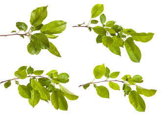 apple-tree branch with green leaves. isolated on white backgroun