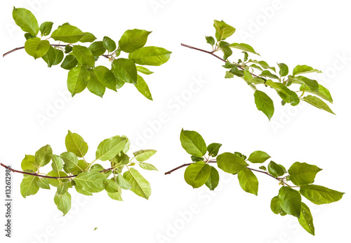 Fotomural apple-tree branch with green leaves. Isolated on white backgroun