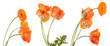 bouquet of orange poppies isolated on white background
