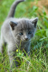 little smoky blue cat in green summer grass