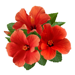 Wall Mural - red hibiscus flowers and buds