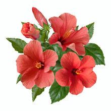 Pink Hibiscus Flowers And Buds