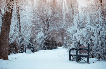 Winter landscape with falling snowflakes, benches covered with snow among frosty winter trees. Red benches in a park covered with snow. Lonely bench, snow-covered trees in the city park. Sunset.