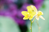 Fototapeta Kwiaty - yellow spathoglottis orchid in garden
