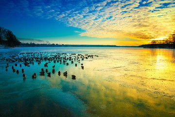 the sun sets over the surface of the ice. winter colorful landscape with resting birds. masuria, pol