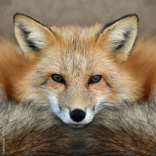 portret-red-fox
