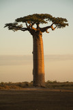 Baobab on Sunset