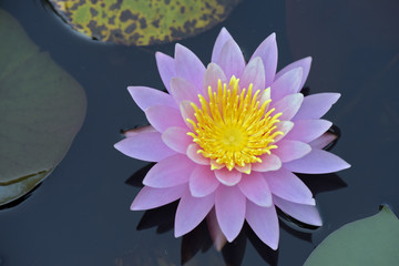 Wall Mural - Pink water lily on dark lake