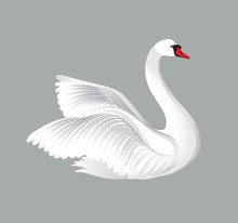 White Bird Isolated Over White Background. Swans Illustration.