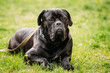 Black Young Cane Corso Dog Sit On Green Grass Outdoors. Big Dog 