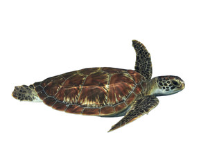 Wall Mural - Sea Turtle isolated. Green Turtle cut out white background