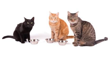 Three cats sitting behid their food bowls, waiting for dinner, on white