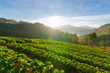 Strawberry field and sunshine in morning at doi angkhang chiang mai thailand