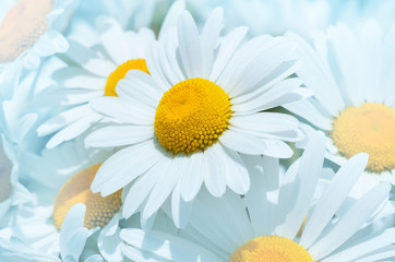 Bouquet from beautiful bright field camomiles close up.