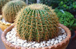 © prasopchok - Cactus with sharp thorns Planting in pots