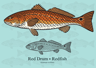 Wall Mural - Red Drum, Redfish. Vector illustration for artwork in small sizes. Suitable for graphic and packaging design, educational examples, web, etc.