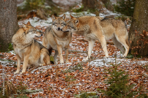 Cuadros en Lienzo Eurasian wolfpack in nature habitat in bavarian forest, national park in eastern