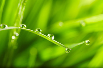 water drops on the green grass