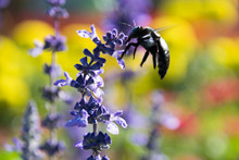 Close Up Insects Are Swarming Blue Salvia Flowers