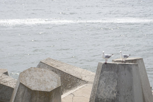 seagull on Dolos -Defense concrete blocks at a pier, Cape Town,