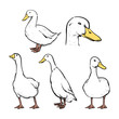 Hand drawn sketch style duck set. vector illustration, Clip art